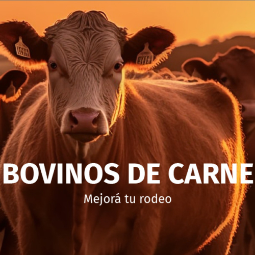 Bovinos Carne